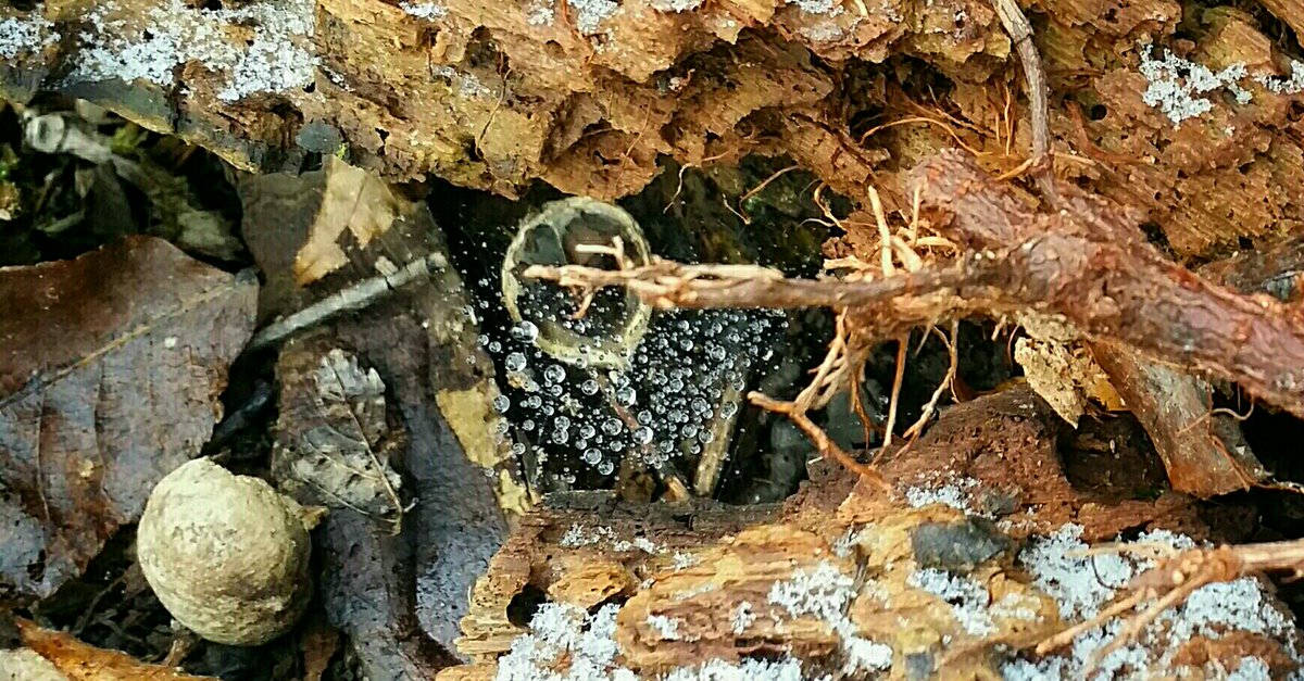 jameswhitebull's tweet photo. Hidden Beauty:
hidden in plane(t) sight https://t.co/0AiMxBXLFl