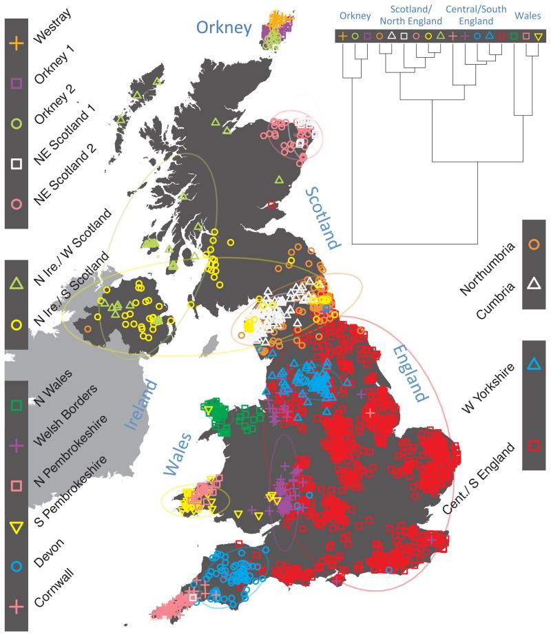 The People of the British Isles Project developed a new technique to cluster genetically similar peoples, looking at the British with a racial microscope. What they discovered is that the English are some of the most homogenous/genetically boring people in Europe.