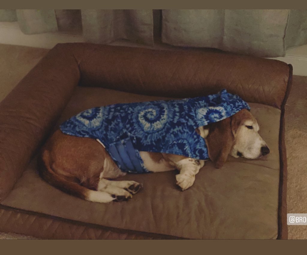 TobyAndArchie's tweet photo. It’s cold 🥶 🐾 need my snoogie!
@BROODva 

#bassethound #rescuedog #rescuedogsofinstagram #rescue #adoptdontshop #seniordog #dog #dogsofinstagram #dogs #dogslife #dcdogs #dcdogmoms #dogmom #doglovers #doglover #seniordog #oldog #loudouncounty #leesburgva https://t.co/prD6X8kht3