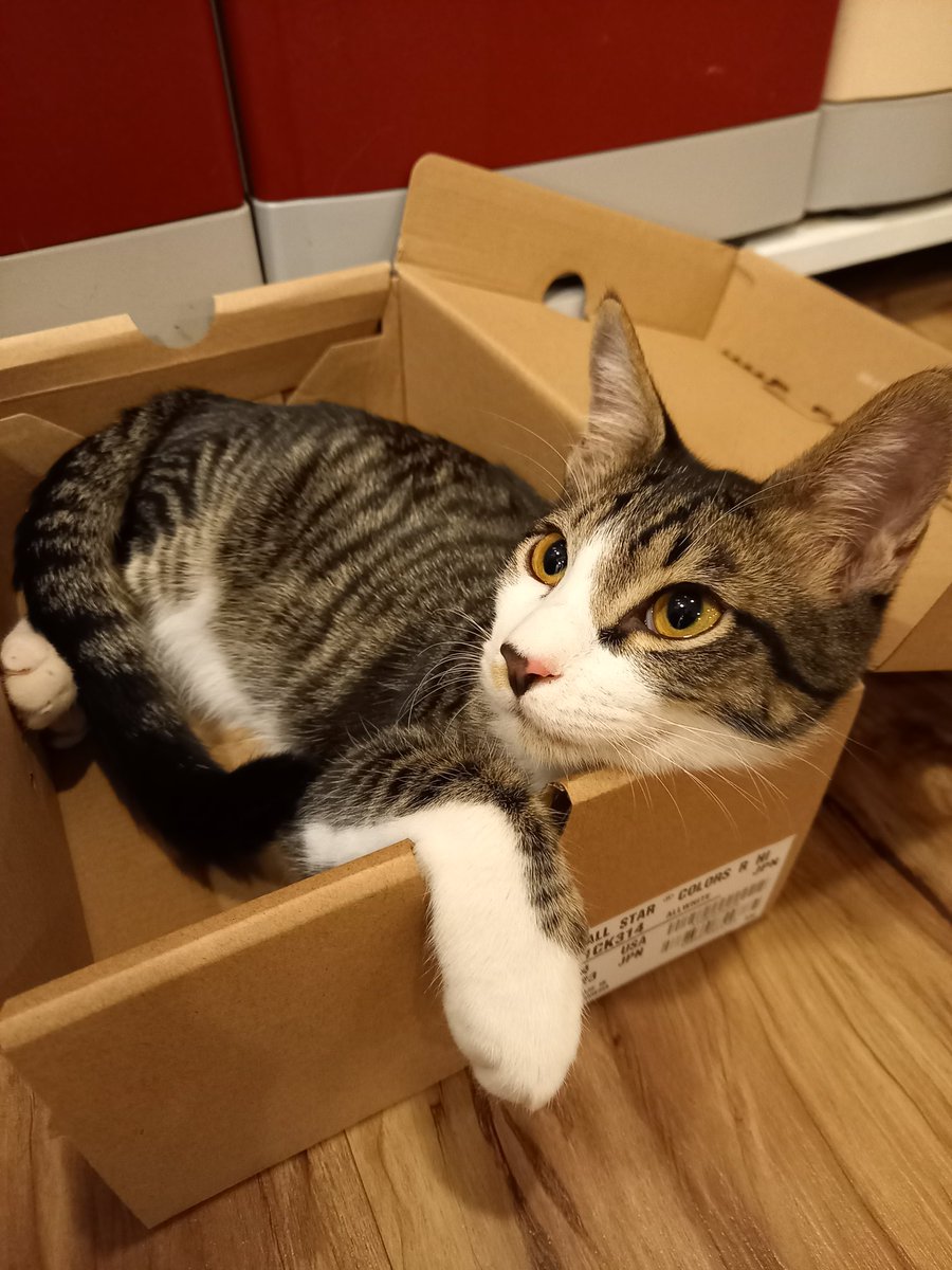 Uživatel 猫まるちゃんぷ@みんな健康でいてくれだだよ❗️ na Twitteru