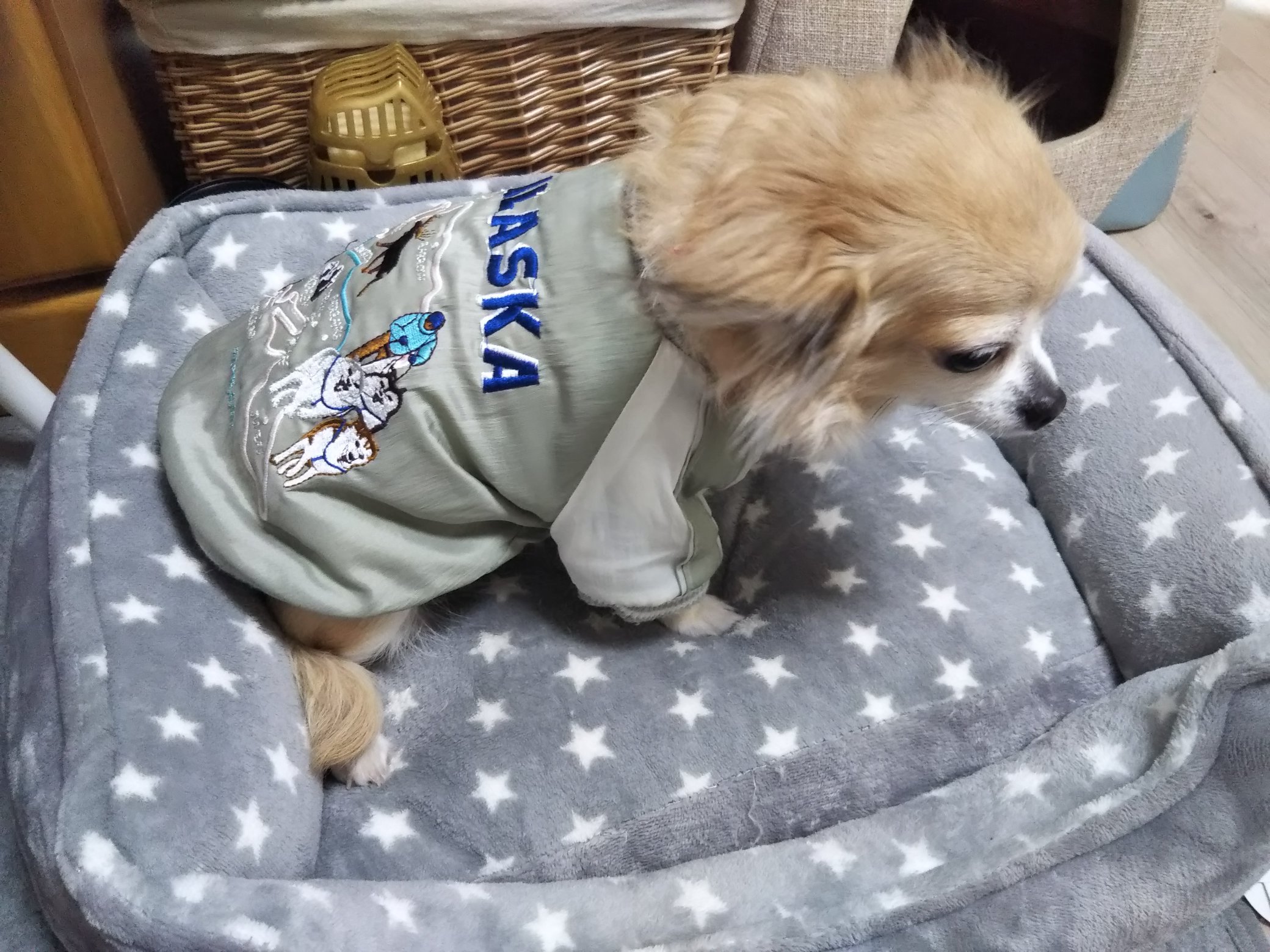 犬用スカジャン Twitter Search Twitter