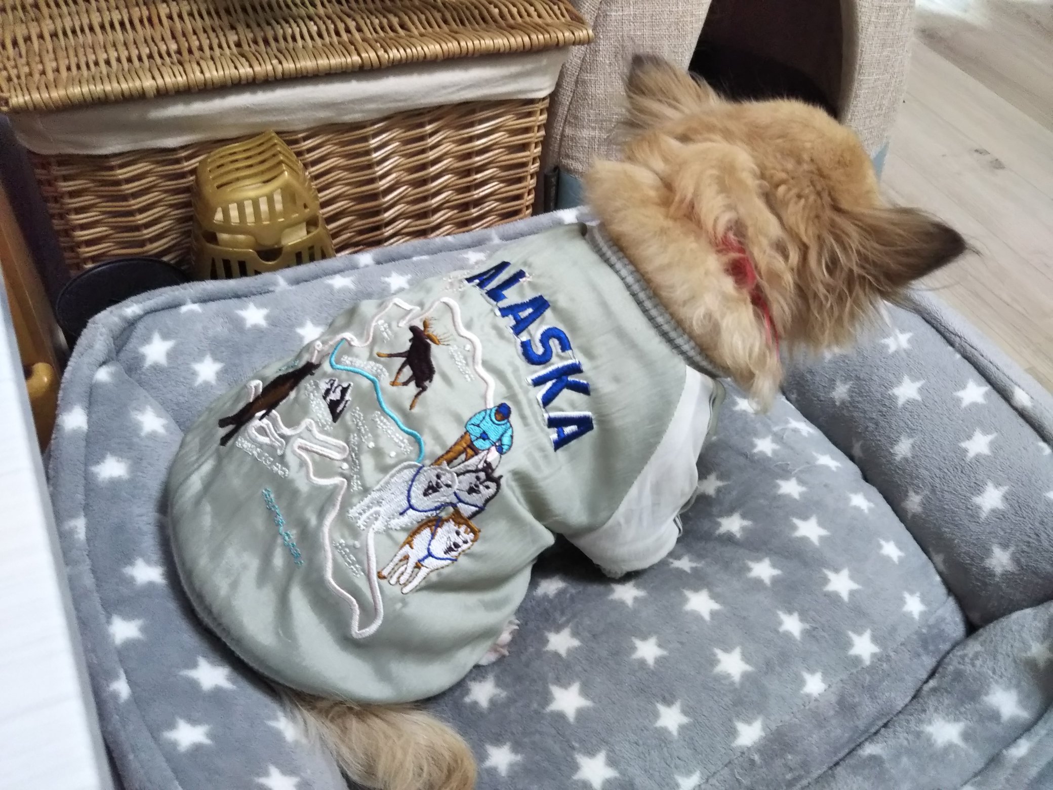 犬用スカジャン Twitter Search Twitter