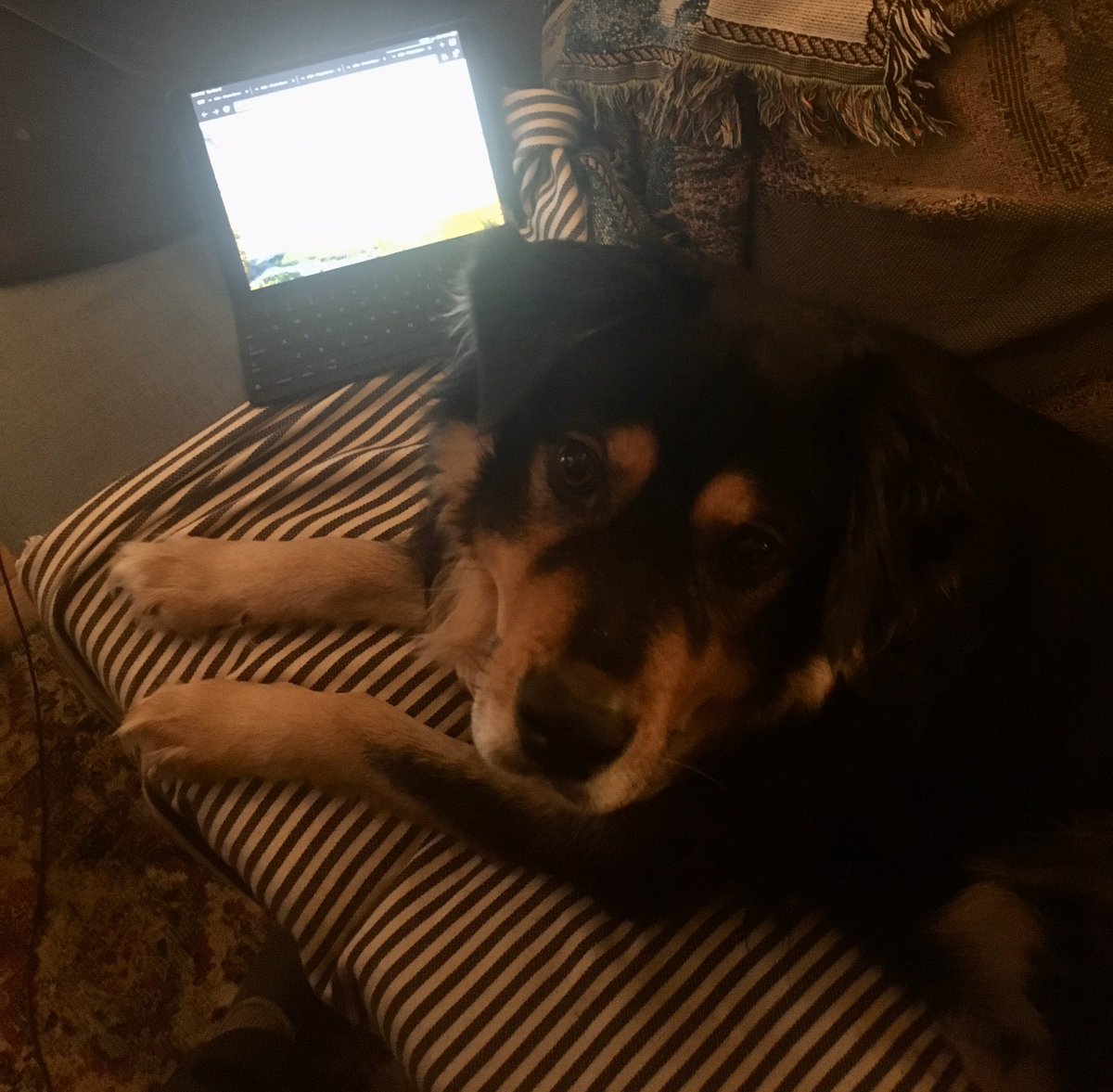 PolarHelena's tweet photo. Do you like remote sensing, permafrost and/or drained lakes? Session was officially this morning but you can still check out my poster in C013 and send me any questions via the “contact author” button. Barry and I appreciate the feedback! #AGU2020 #PetsofAGU https://t.co/luGLkIPkos