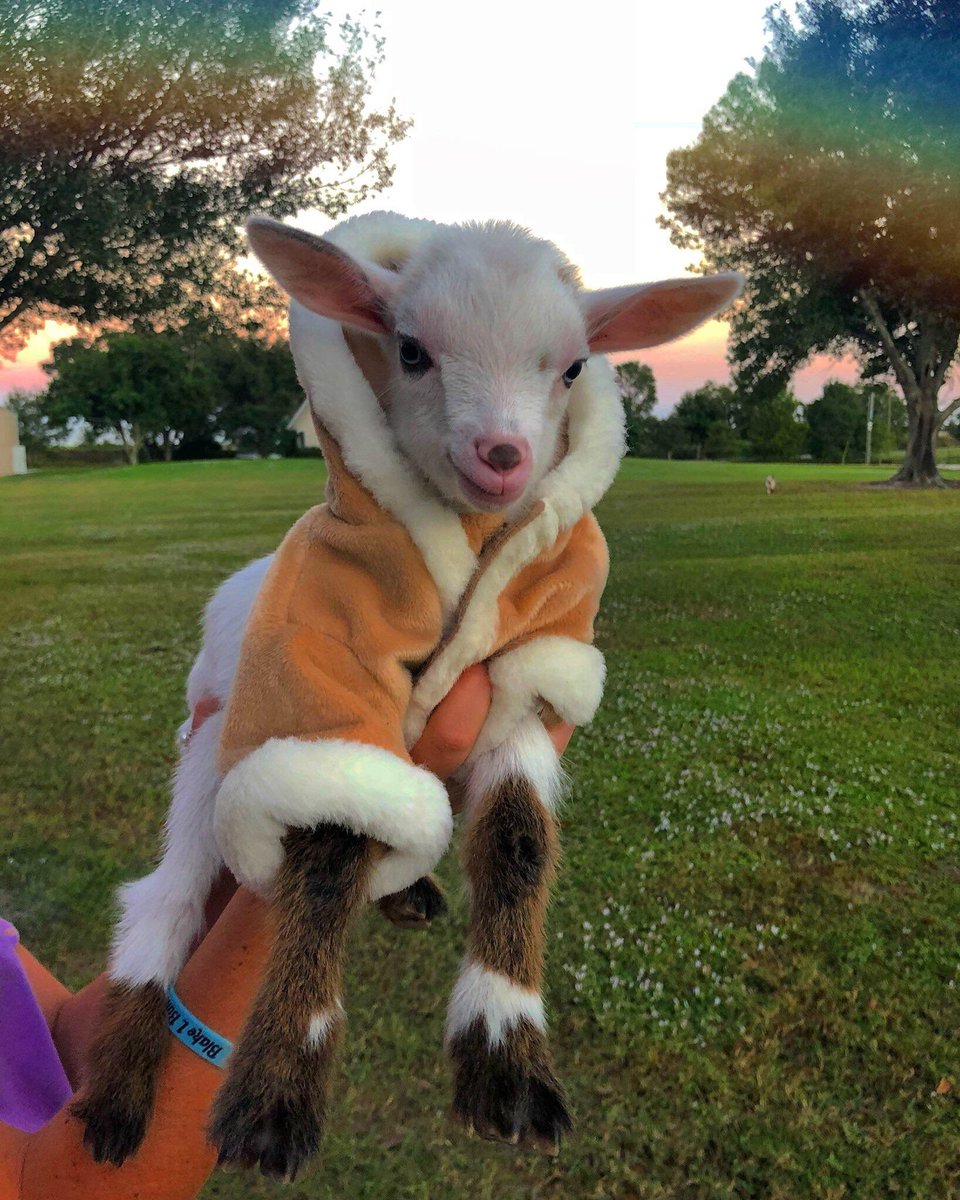 dani11300's tweet photo. do you know what’s even better: lambies in jammies and goats in coats 😍 https://t.co/Dqy5P4o0eE