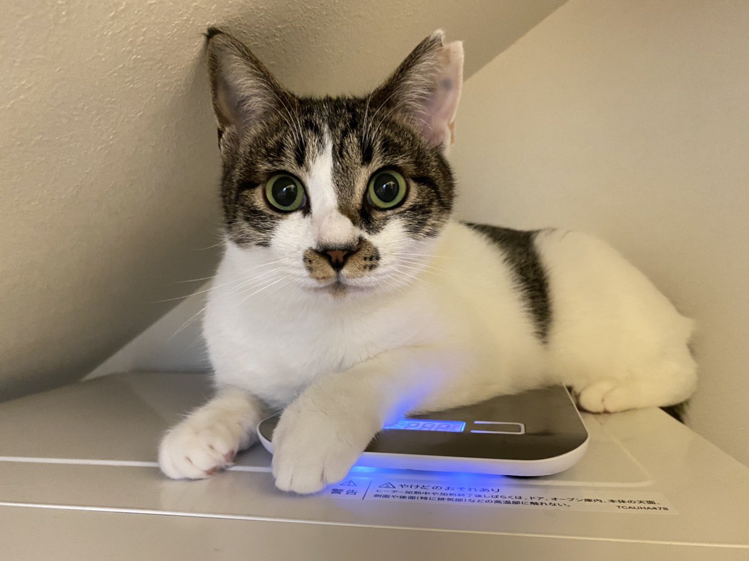 ハート猫 Twitter Search Twitter