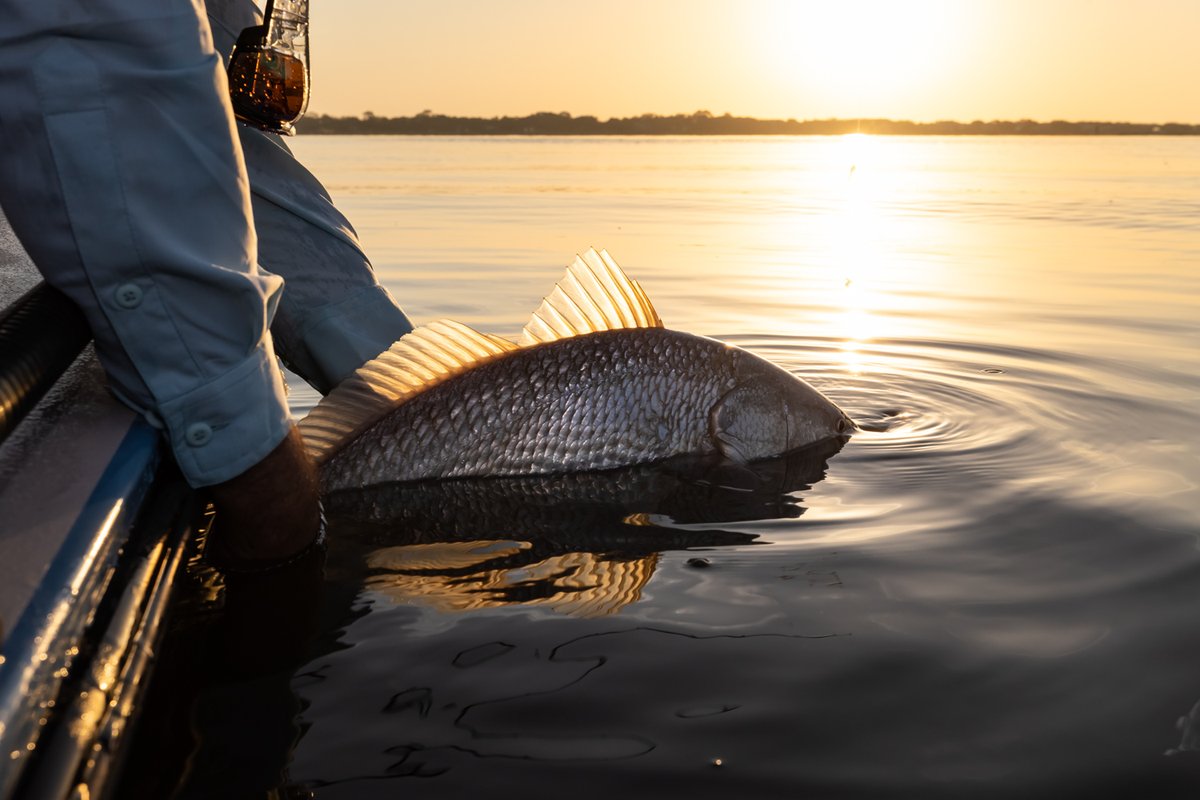 SportsmansADV's tweet photo. The sun always rises just in time for new adventures...
@mbgboats @costasunglasses @skifflife
.
.
#outdoorlife #outdoors #fishinglife #fishingislife #redfish #skifflife #seewhatsoutthere #fishthelegend #murphyslawsportfishing #fishingforadventure https://t.co/TpmWqRX6Zo