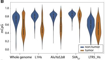 ONT sequencing is an incredible(!!) tool for looking at the methylation profiles of TEs genome-wide. For example, our ONT data from a liver tumour showed methylation on L1HS TE copies was far more reduced than for other TE types (e.g. SVA, Alu) or the genome overall.3/n