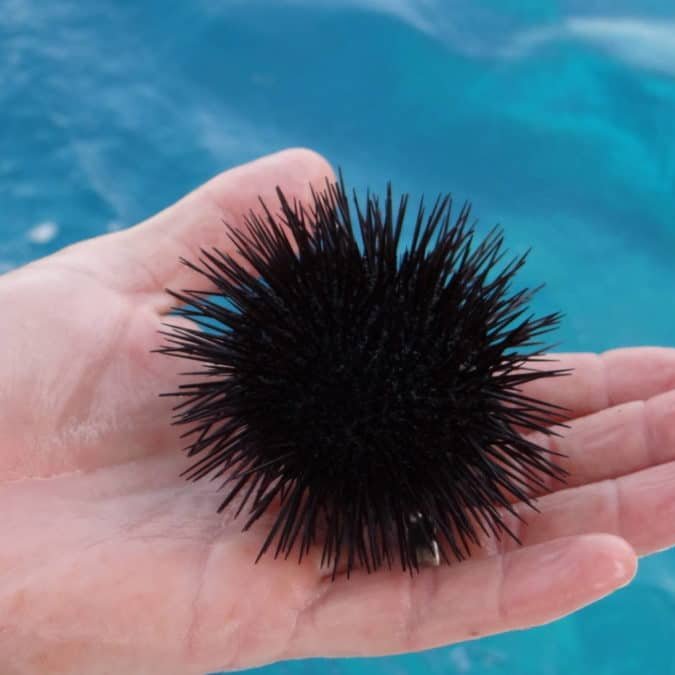 морской еж спб. морской еж спб. морской еж икра. морской еж икра. черноморский морской еж.