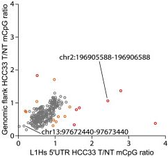 We found that, in cancer, L1HS methylation changes can appear strongly disjointed with that of the adjacent genome (higher OR lower), suggesting regulation specific to the L1HS, not just a passenger to genome-wide changes. 4/n