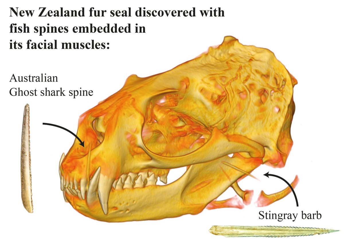 It has happened again - this time in Namibia! 

But how are seals getting stabbed by Chimaeras?

One possibility is that these injuries are self inflicted as the seals shake their prey to process it and accidentally slap themselves with the spine. 

When #FishFightBack!
