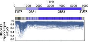 A major benefit of ONT sequencing is being able to fully resolve young TE methylation profiles. Here is L1HS family-wide methylation in hippocampus tissue, where each line represents an ONT read spanning >6kb. See the clear trough in the 5'UTR after the CpG island?6/n