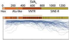 And here's the youngest SVA family in hippocampus tissue. SVA has a CpG island in its variable number of tandem repeats (VNTR) core and again we see methylation sloping away on either side of that CpG island. 7/n