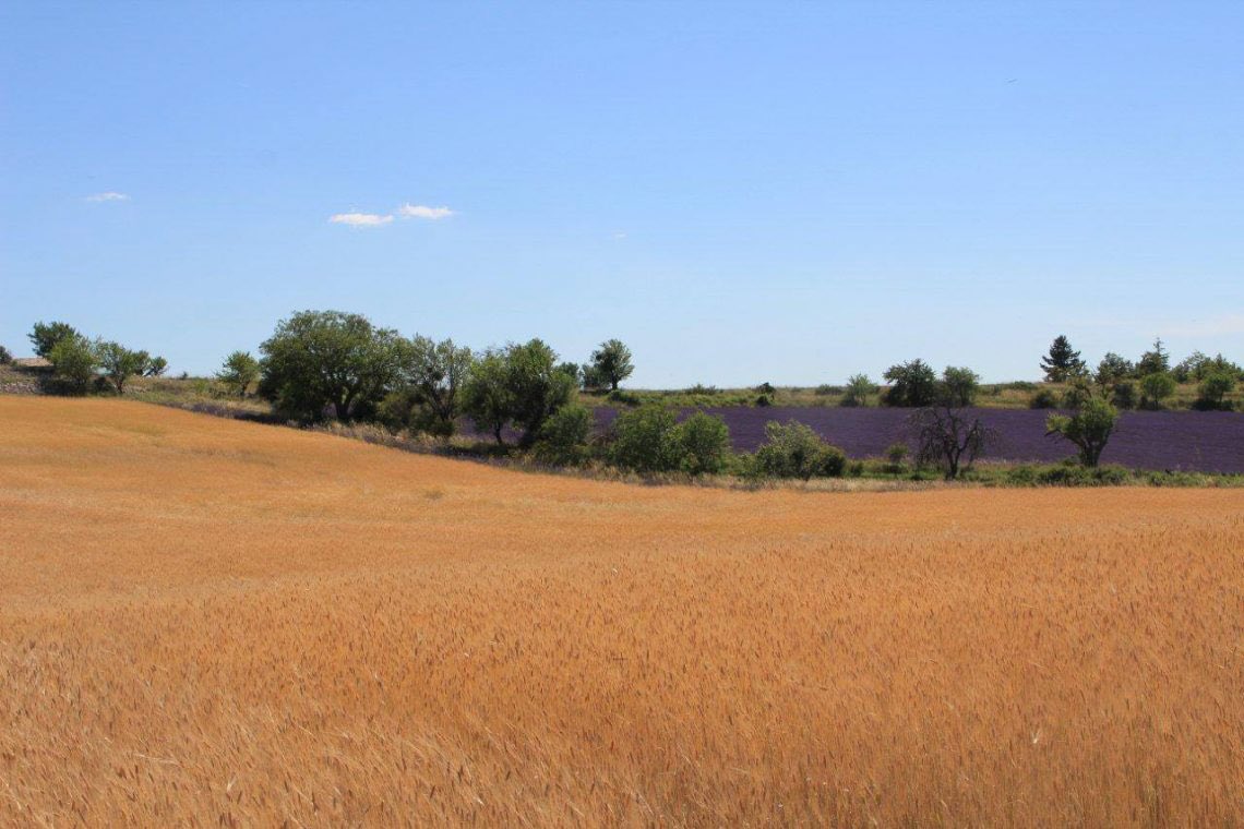 C’est ainsi que des grains vêtus (protégés par leurs glumelles) se sont maintenus en culture dans des zones aux sols pauvres comme la Haute-Provence où l’engrain (petit épeautre) est cultivé jusqu’à aujourd’hui.