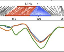 ONT analysis clearly resolves methylation of individual TEs. Here, at left: an antisense chr13 L1HS mobile in the brain (hippocampus methylation blue). Right: bisulfite sequencing by  @FranciscoJSL2 2019 paper for the first half of the L1HS 5'UTR in hippocampus. Concordant.8/n