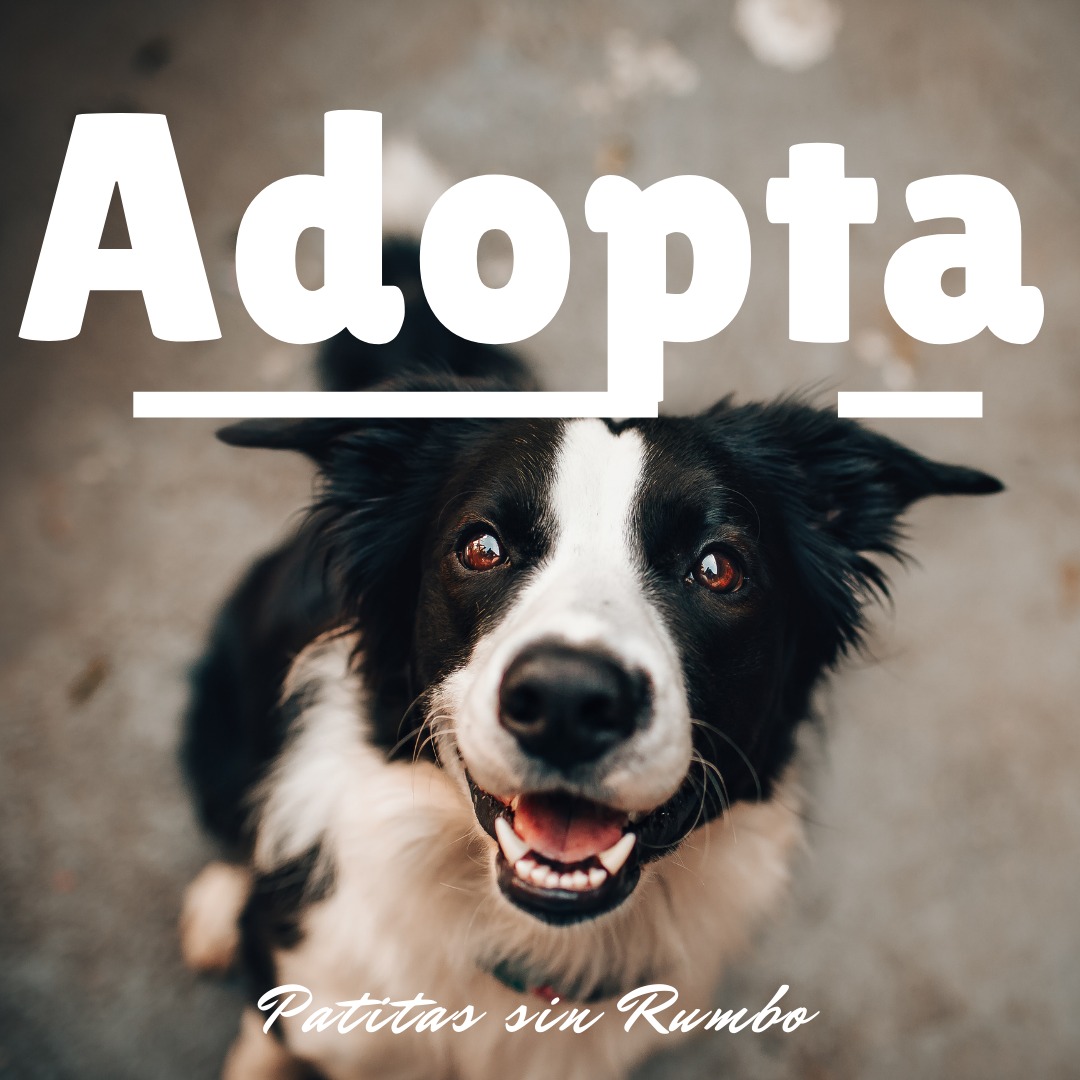 PatitasSin's tweet photo. La ADOPCIÓN es la unica oportunidad de ser FELIZ 
#AmarEsParaSiempre #pets #AdoptaNoCompres https://t.co/oL2y1LOPtM