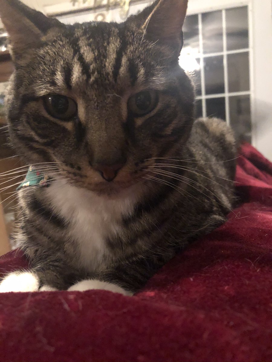 SimonaLazzerini's tweet photo. For those of you who attended the Buddhist Studies networking event at the #sblaar20 ~ this is Cat! #zoompets https://t.co/5L32OXaET2
