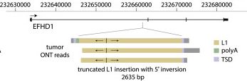 The ONT approach is great for finding and characterising new TE insertions. Below is a liver tumour somatic insertion previously found by us with Illumina sequencing (Shukla et al. 2013). It looks the same with ONT analysis but here we get the entire TE (TSDs etc) in one go 9/n