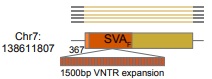 Long read ONT data can also reveal polymorphisms within young TE insertions. For example, SVA VNTR expansions seem to be common and are difficult to resolve with Illumina sequencing - not a problem for ONT sequencing. The below example has a 1.5kbp VNTR expansion!10/n