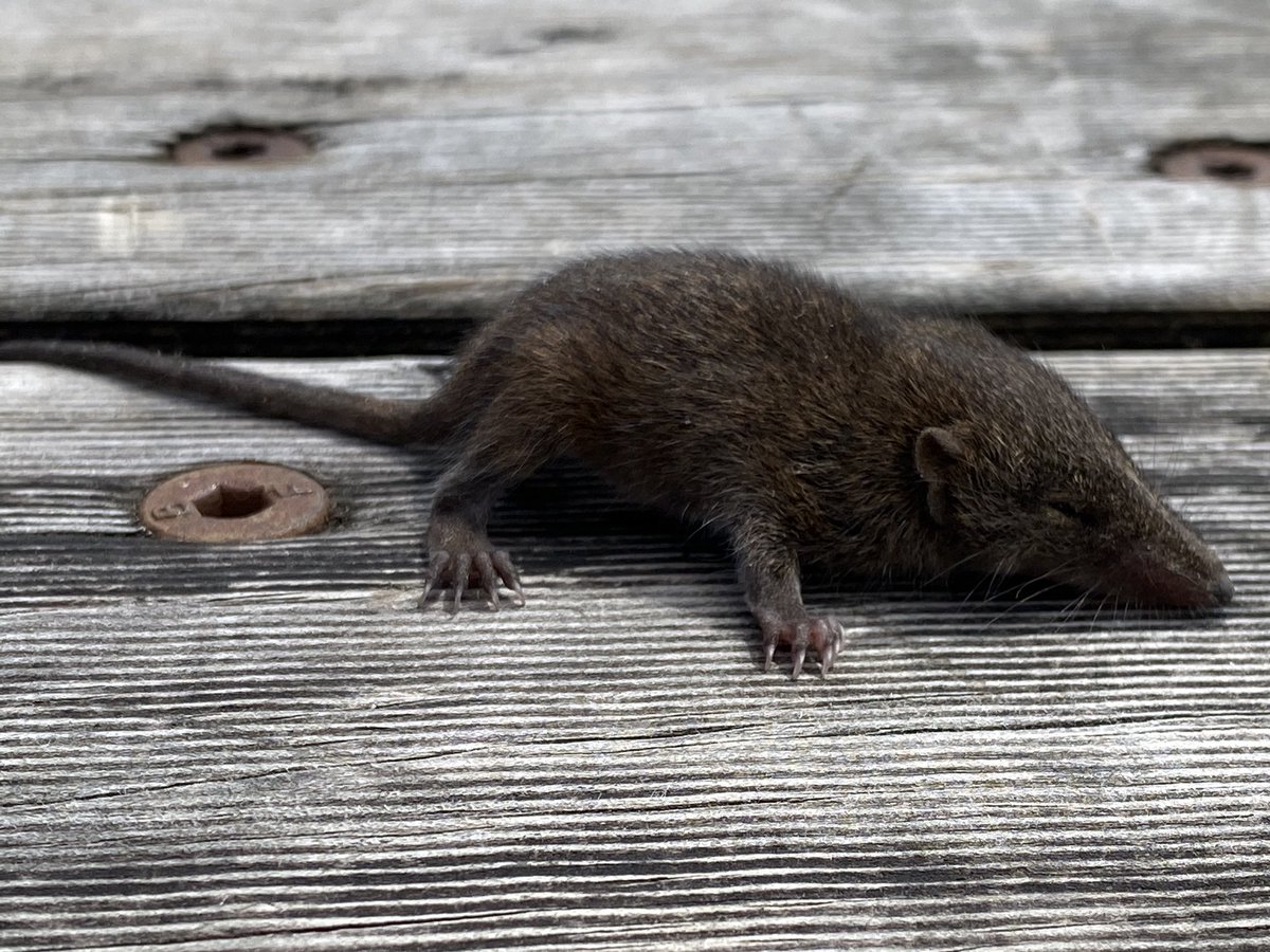 Sean tooker tweet media