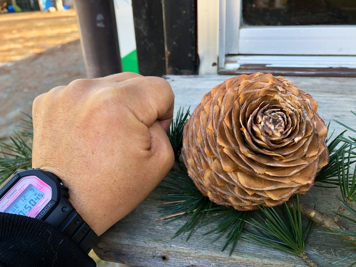 杉ぼっくりはヒマラヤスギに出来る実で、大きさは大人の男の握りこぶし