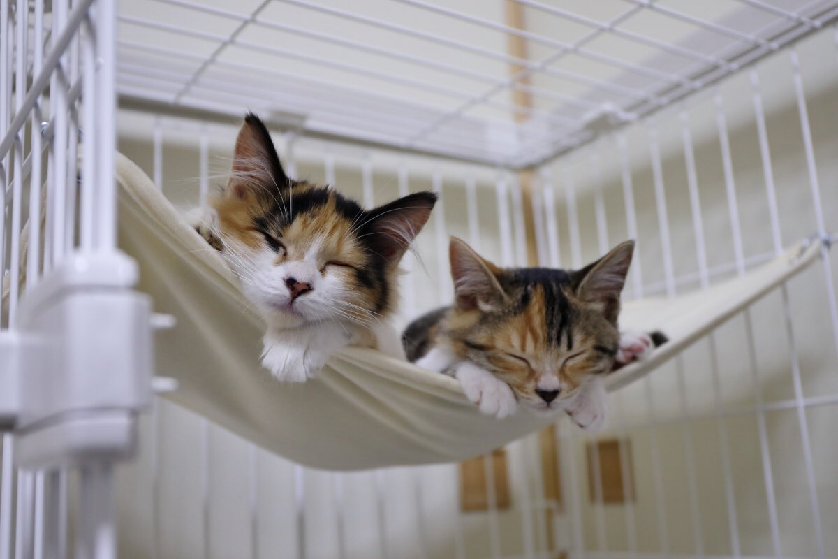 ねこねこねこ 0308 ダ・ヴィンチWeb on X