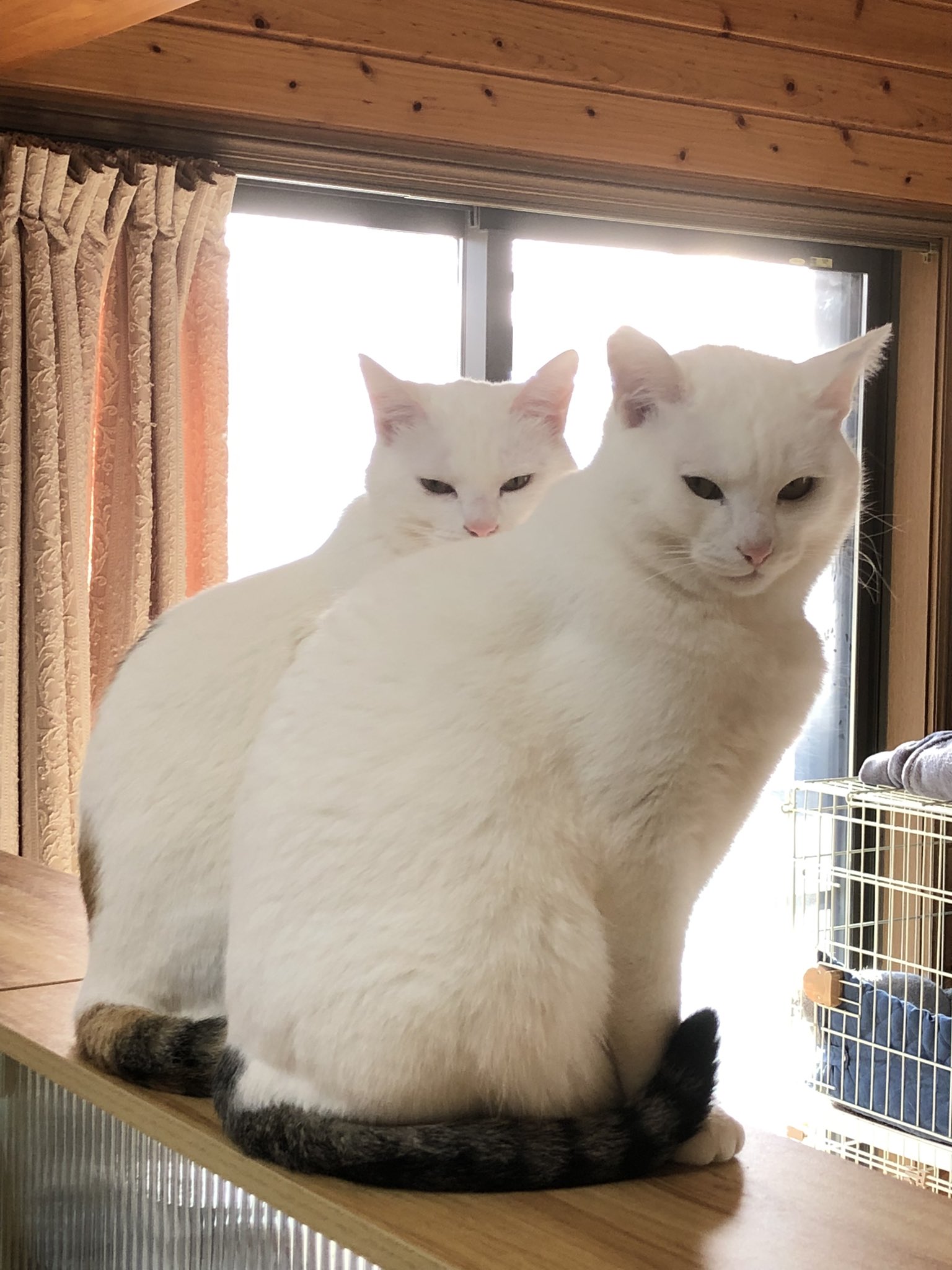 こもも子猫 ねこ (@neko_musk) / X