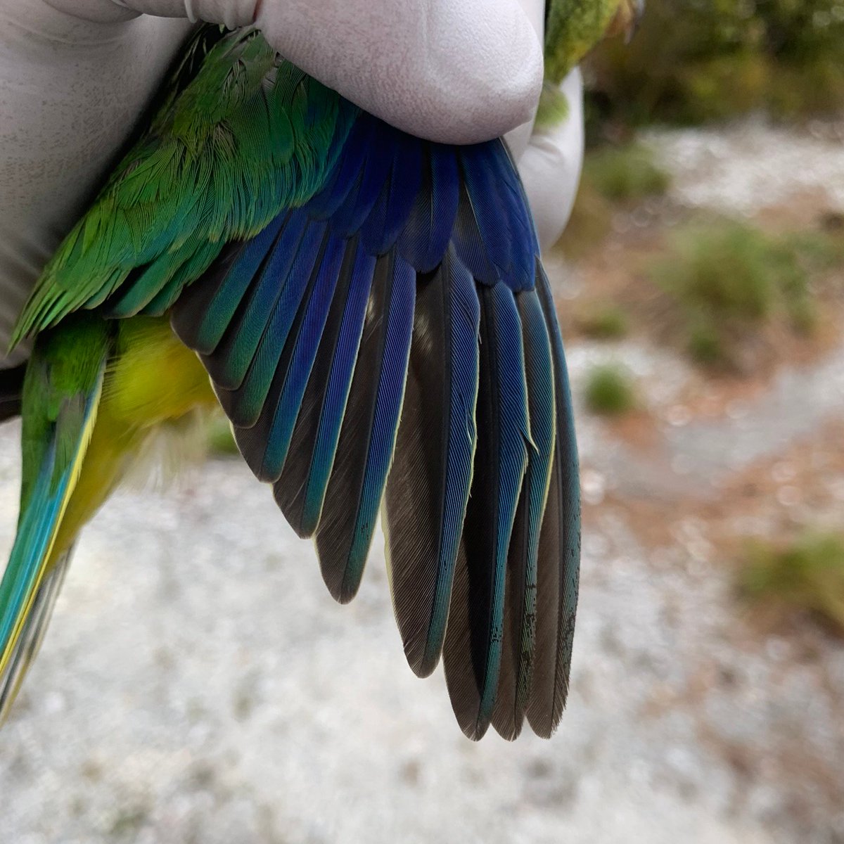 11/11: looking at the wing shape of understudied species can reveal important ecological information that is normally very hard to collect, plus it's a way-more feasible first step than other approaches (e.g. tracking). Plus, feathers are really cool and pretty.