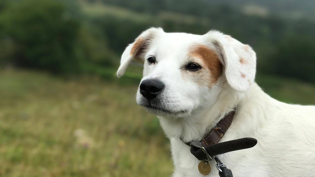 AdoptionsUk's tweet photo. @BBCNews #stopthebbc trending I agree no programme promoting breeding puppies for cash is needed. What we need is a discussion about 67,000 strays in the UK in 2019, councils being able to put a dog down after 7 days and some British charities don't have a no kill policy. https://t.co/VgdIDO6x3L