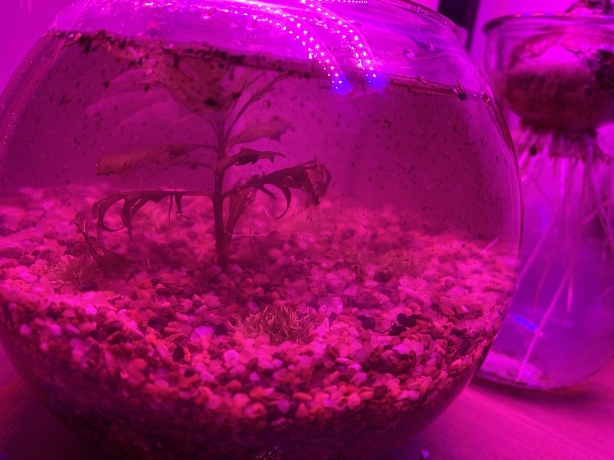 JK_Aquatics (aquatics_jk) Twitter