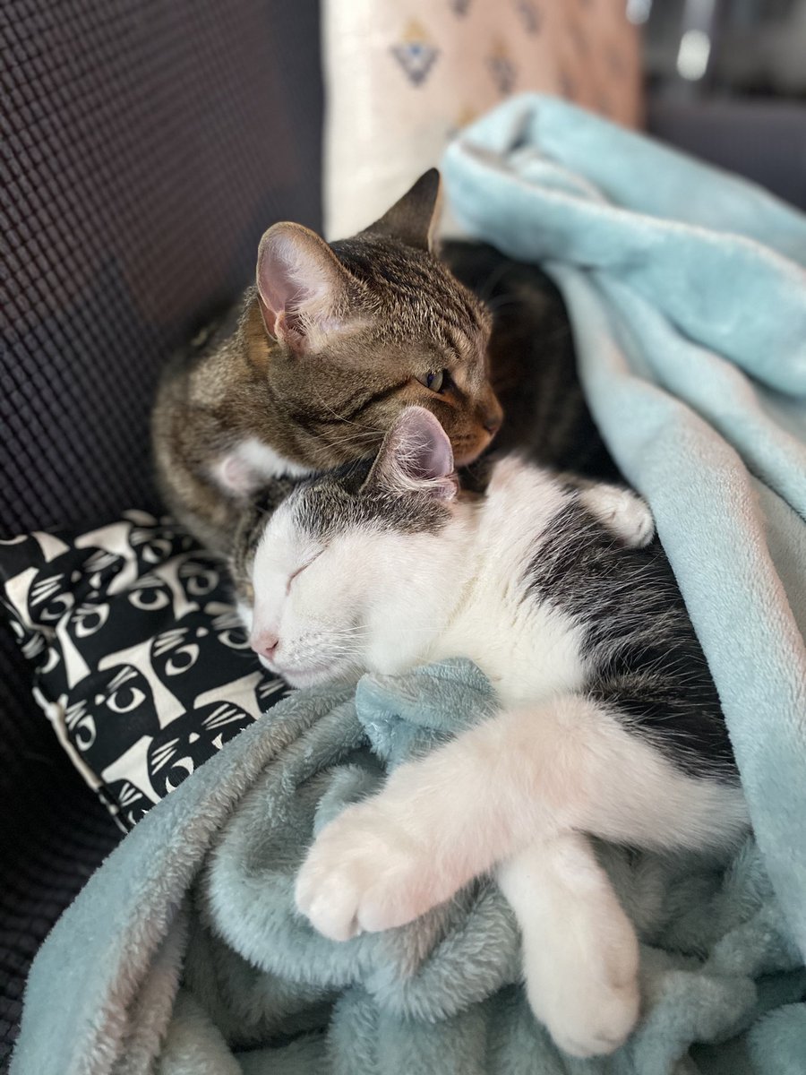 <a href="/PartiChaton/">Le parti Chaton</a>