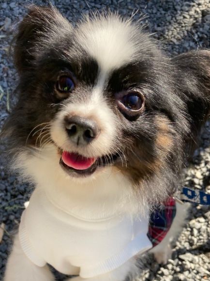 栃木県里親募集動物情報さん がハッシュタグ パピヨン をつけたツイート一覧 1 Whotwi グラフィカルtwitter分析