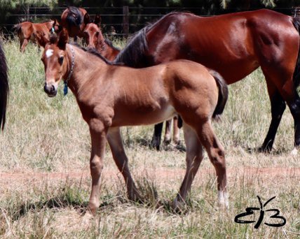 BenstudS's tweet photo. enstud VIC 🦋 
Foal #22 Vincent / Rye Hanover 

• Outstanding Brother to Blazin N Cullen ($576,352) 
• Dam Rye Hanover sister to Rustler Hanover ($971, 638) Richess Hanover ($557,537) RED RIVER HANOVER  ($1,394,626) and ROCK N ROLL HANOVER ($3,069,093) 

Breeder: Benstud https://t.co/ttdnwHmxs9