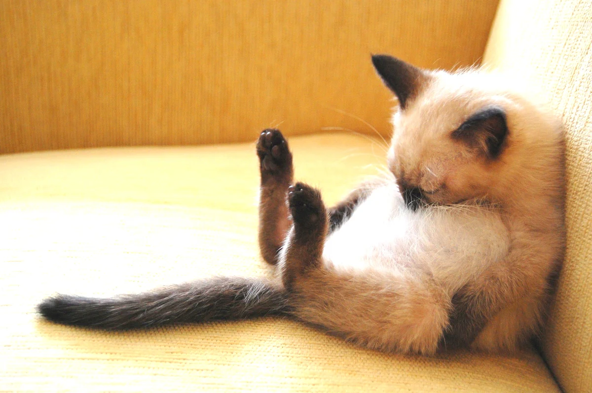 これは欲しい！お腹を枕にして眠る猫の作品が可愛すぎる！！
