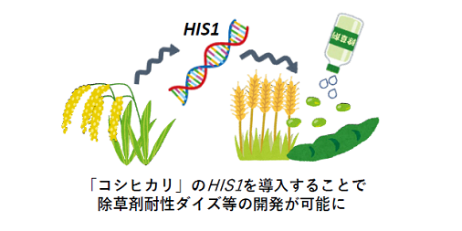 除草剤耐性