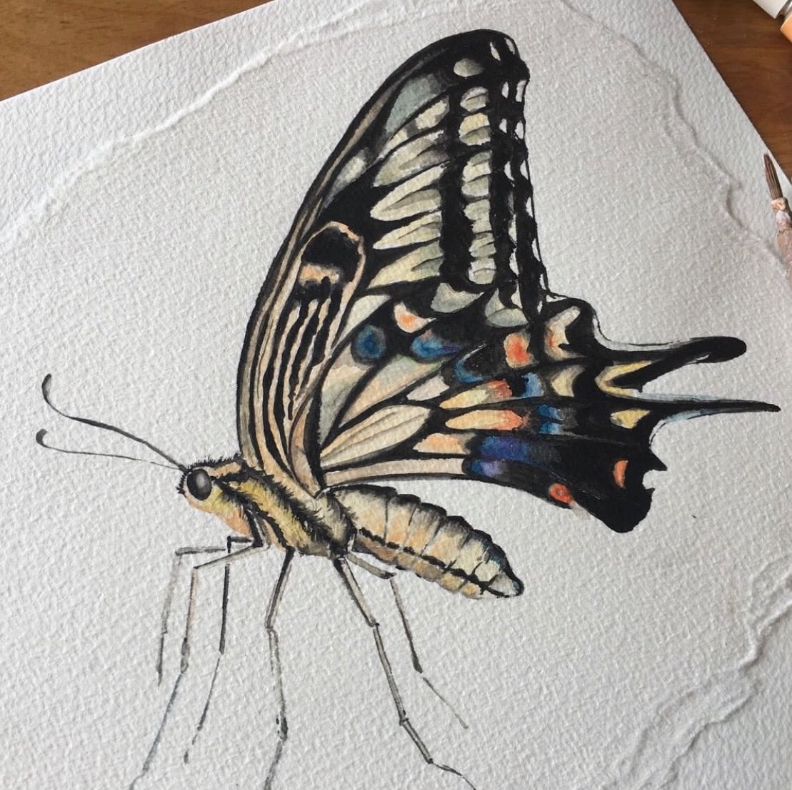 紫陽花 アゲハチョウ アゲハ蝶 透明水彩 昆虫 イラスト 挿絵 Watercolor Illustlation 蝶々 ちょうちょ T Co Ebvs2elkff Twitter 紫陽花 アゲハチョウ アゲハ蝶 透明水彩 昆虫 イラスト 挿絵 Watercolor Illustlation 蝶々 ちょうちょ T Co Ebvs2elkff Twitter