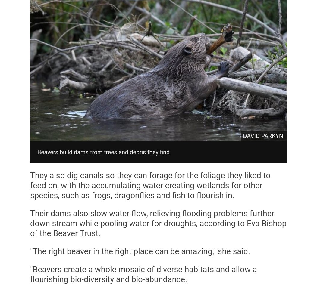 ... to  #dam up  #streams, creating  #ponds and  #pools behind to dwell in. They also dig  #canals so they can  #forage for the  #foliage they liked to feed on, with the accumulating  #water creating  #wetlands for other  #species, such as  #frogs,  #dragonflies and  #fish to flourish...
