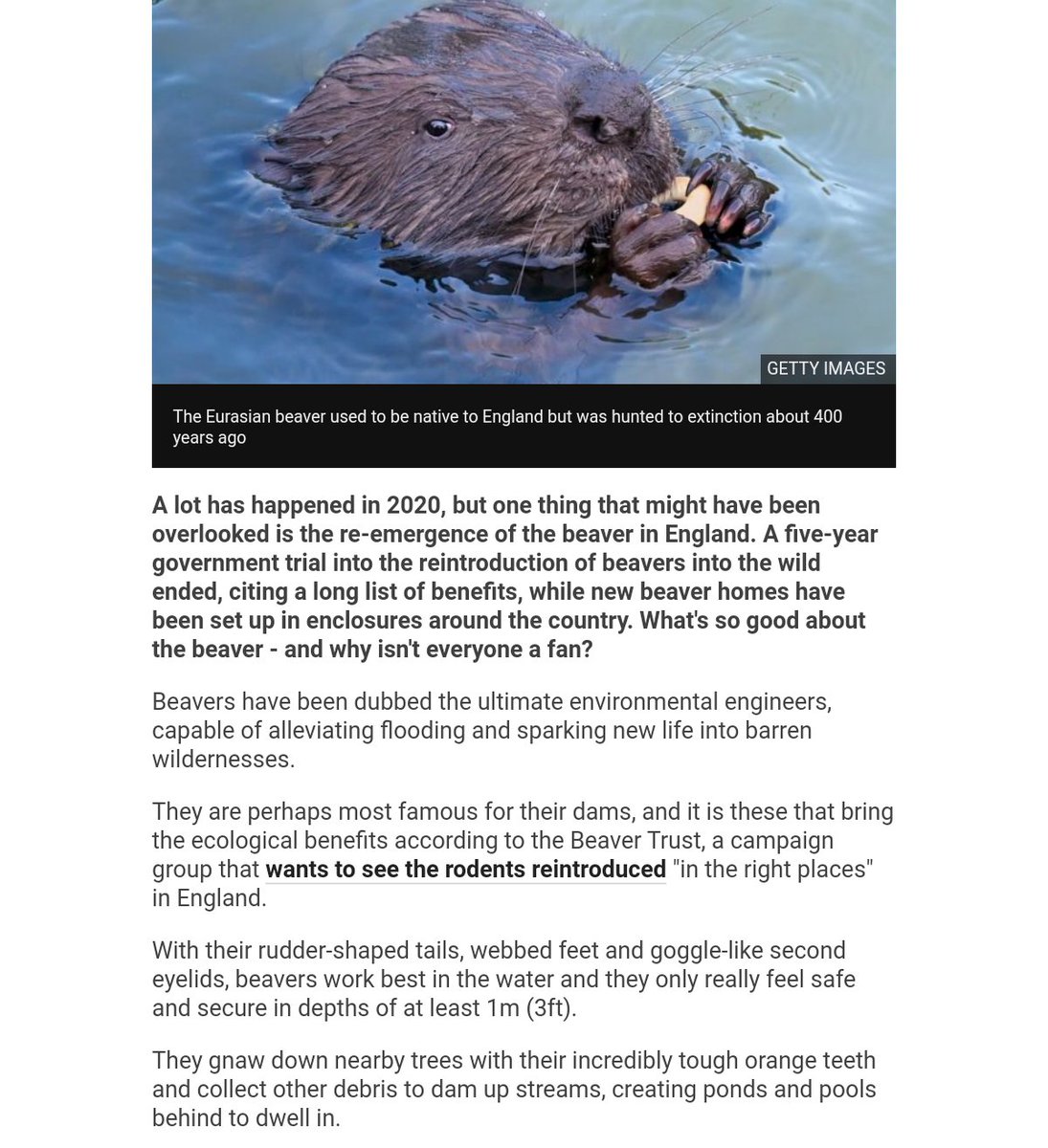 ... these that bring the  #EcologicalBenefits according to the  @BeaverTrust, a campaign group that wants to see the rodents reintroduced "in the right places" in  #England. They  #gnaw down nearby  #trees with their incredibly tough orange teeth and collect other debris...