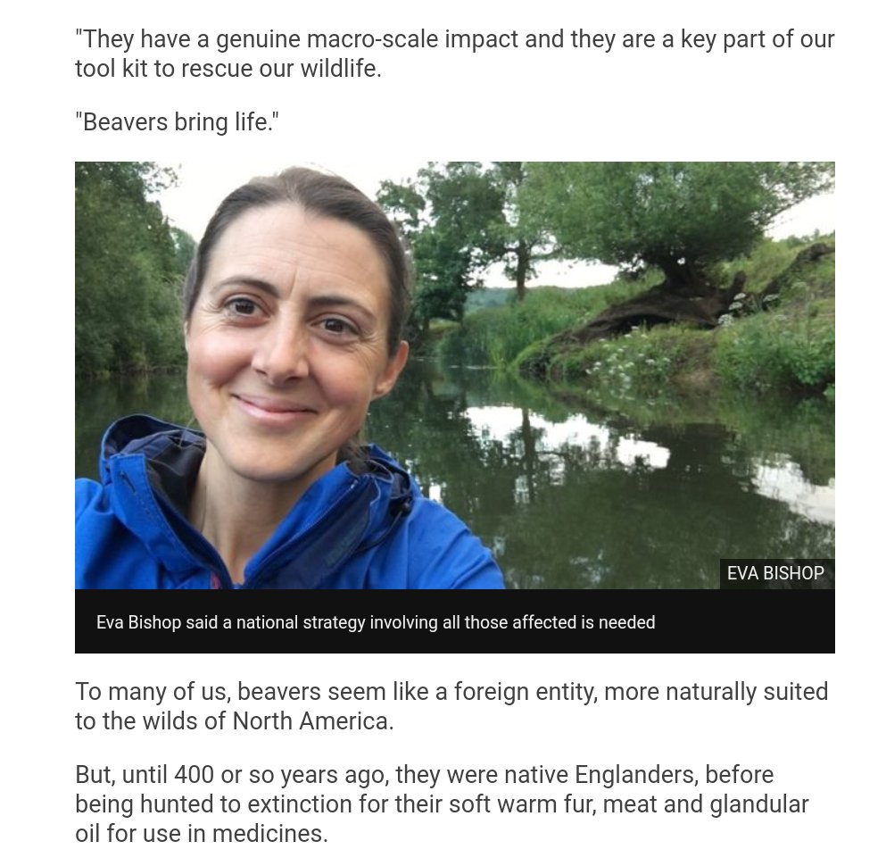 ... in. Their  #dams also slow  #WaterFlow, relieving  #flooding problems further down stream while pooling water for  #droughts, according to Eva Bishop of the  @BeaverTrust. "The right  #beaver in the right place can be amazing," she said. " #Beavers create a whole mosaic of...