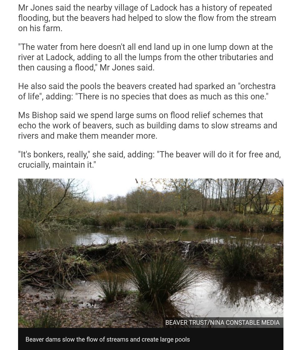 ... near  #Braintree in  #Essex in 2019 have had  #kits, and the  #beavers in  #Somerset have just built the first  #dam on  #Exmoor in 400 years.  #Farmer Chris Jones, who recently appeared on the  #BBC's  #Cornwall with Simon Reeve , has enthusiastically welcomed  #beavers to his...