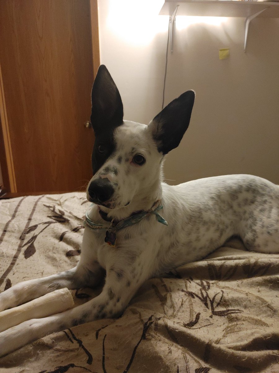 divinegames's tweet photo. This is the face of a dog who scratches a 240Hz laptop screen. If you have a puppy buy the warranty. #LearnFromMyFail @microcenter https://t.co/bxx8EAvq90