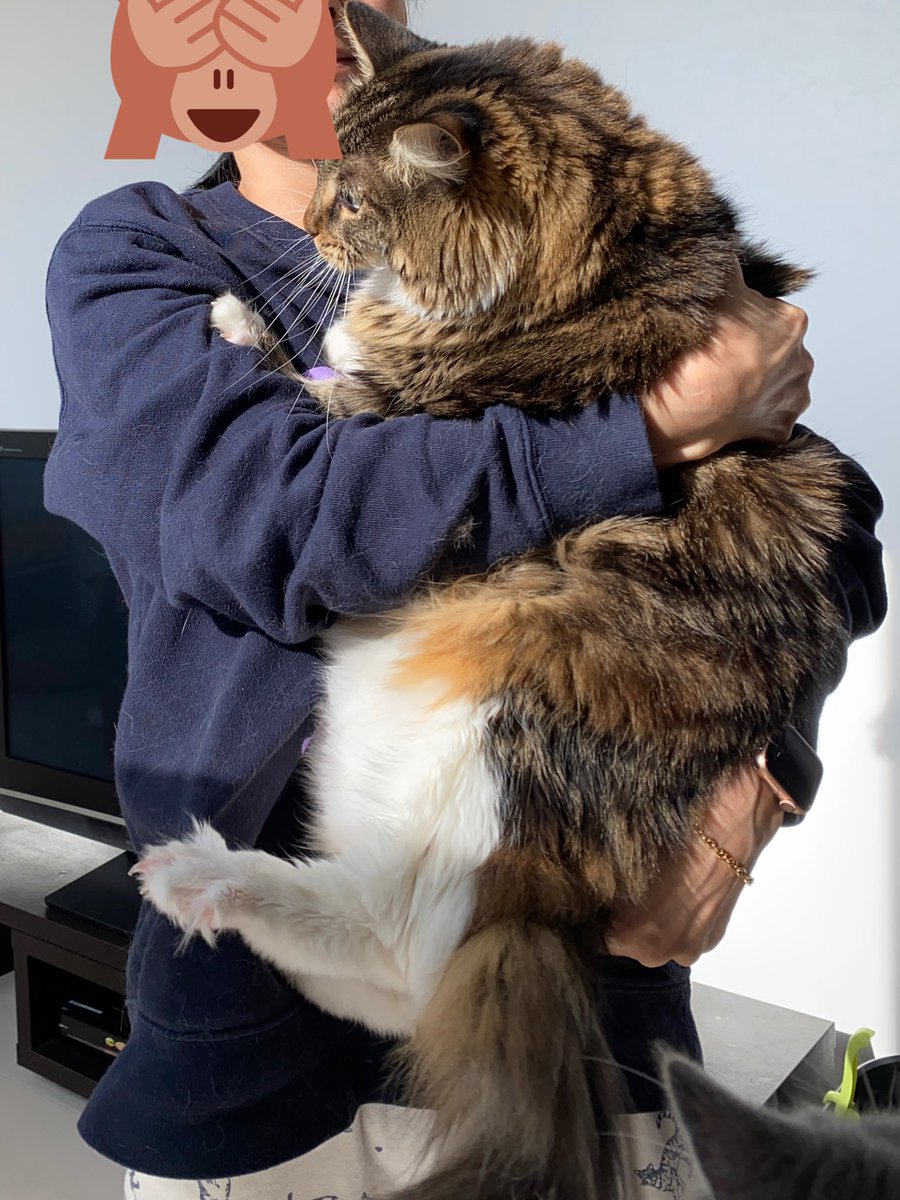 メインクーンの成長恐るべし イエネコ最大の大きさになる猫さんの成長っぷりがすごくて圧巻 でっかくて美人さん Togetter メインクーンの成長恐るべし イエネコ最大の大きさになる猫さんの成長っぷりがすごくて圧巻 でっかくて美人さん Togetter