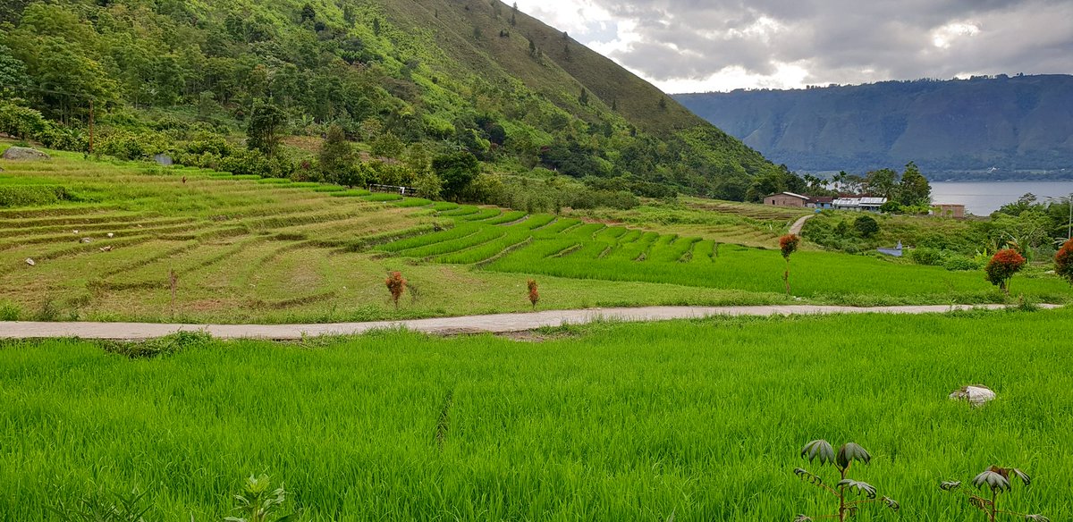 DK_Kartikaa's tweet photo. Kampung &amp; sawah trancam digusur. Ds Sigapiton, Parapat. 900 ha wil adat diklaim sepihak jd kwsn hutan, lalu digusur Badan Otorita Danau Toba, dijadikan kawasan strategis pariwisata nas. Sdh diresmikan Presiden, sbagian jd kaldera resort org berduit spy bs tidur dgn view D.Toba. https://t.co/6UQFIyNtWy