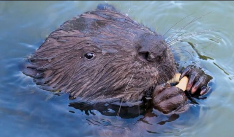 ... on  #FloodRelief schemes that echo the work of  #beavers, such as building  #dams to slow  #streams and  #rivers and make them meander more. "It's bonkers, really," she said, adding: "The  #beaver will do it for free and, crucially, maintain it."  #beavers  #Species  #England