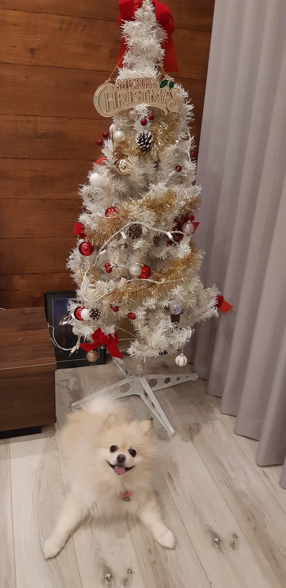 440_8313's tweet photo. Xmasの準備できたよ～∩^ω^∩❄☃🎅🎁💕🎄🎂✨ https://t.co/hvlyr7WFz5