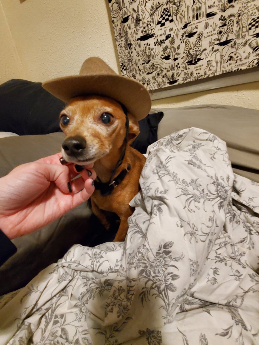 My tiny dog wearing a tiny cowboy hat. #CassianAndor #dogfarm