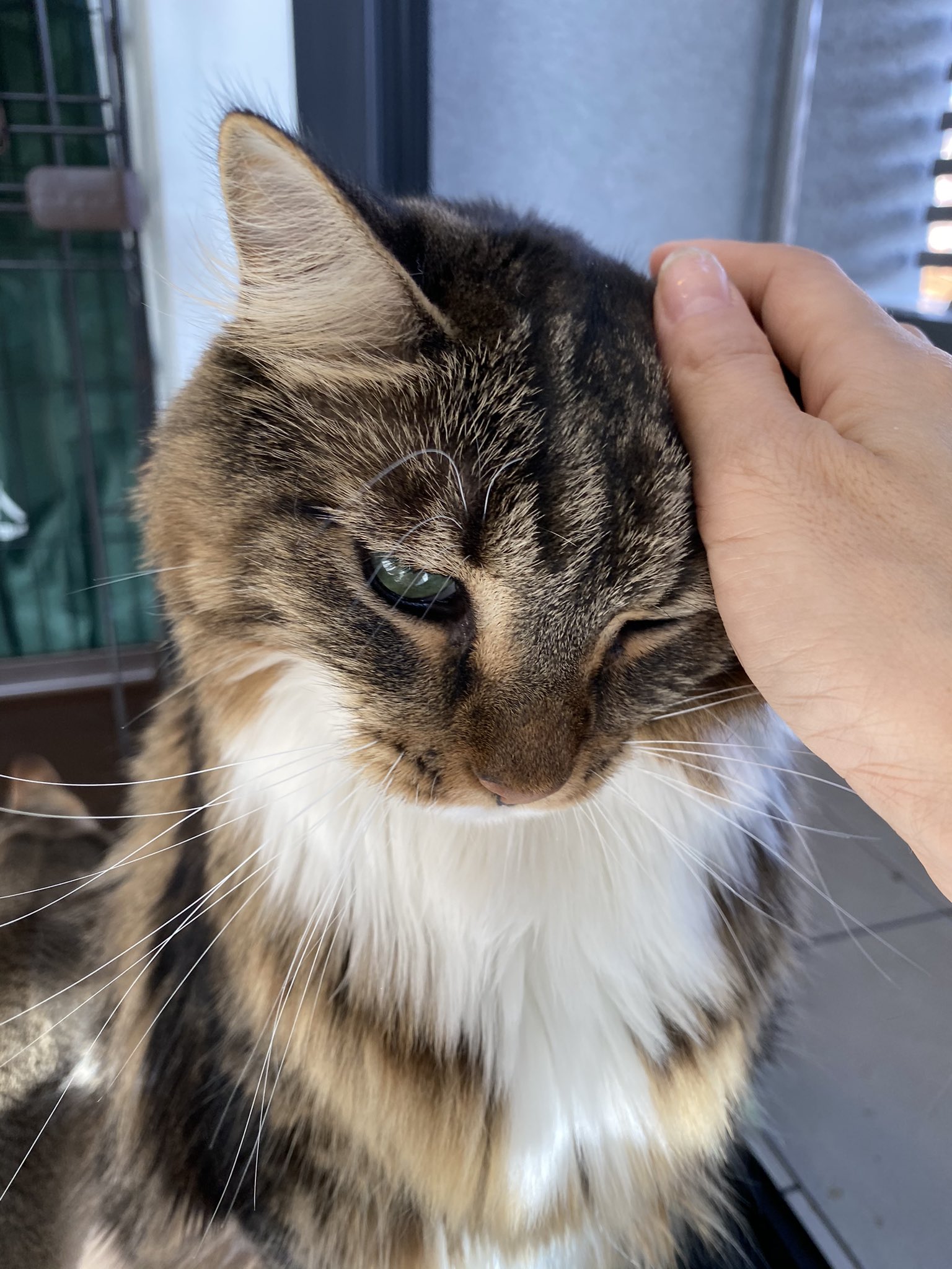メインクーンの成長恐るべし 猫モフラー大歓喜のルックスをご覧あれ 年12月11日 Biglobeニュース