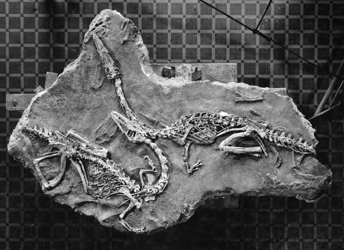 One of the two more complete skeletons would go on to be the neotype for Coelophysis, while numerous blocks remained unprepared for decades.