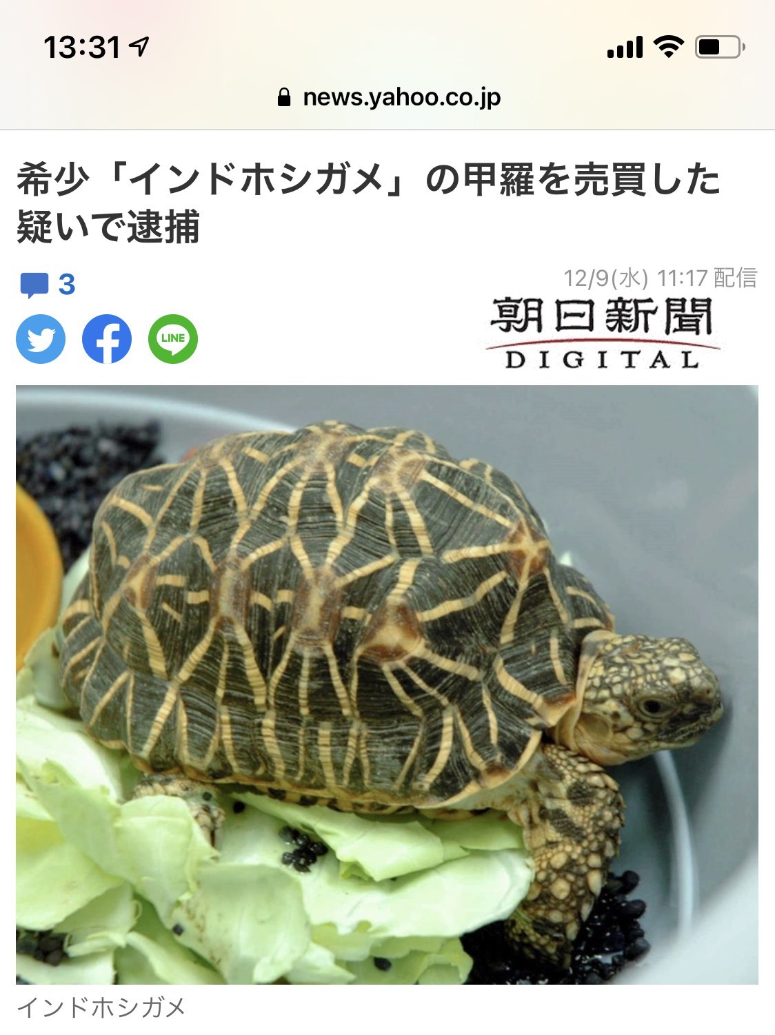 鰐 1 16書籍化第二弾発売 コメント欄に 鰐さん貴重な亀の甲羅売買してないですか ってあったのはこれか 笑 普通の人はワシントン条約付属書1に入ってる生き物の死体の一部でも売ったら違法とか知らないよなあ インドホシガメなんて入ったの最近だし