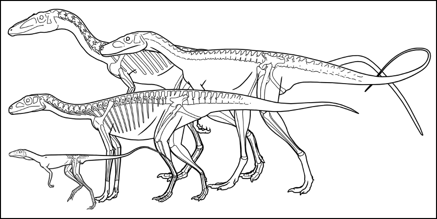 Among its diverse tetrapod assemblage, The Hayden Quarry contained several dinosaur taxa as well as a basal dinosaur similar to Silesaurus and a basal dinosauromorph similar to the enigmatic Lagerpeton from South America