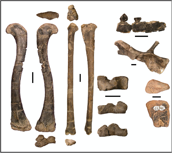 we named this new taxon Dromomeron romeri